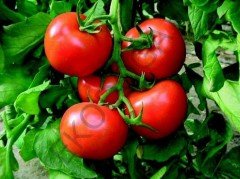 Domates Fidesi 10 Adet Sofralık Domates Fidesi Sebze Fidesi