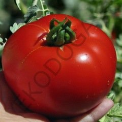 Domates Fidesi 20 Adet Sofralık Domates Fidesi Sebze Fidesi