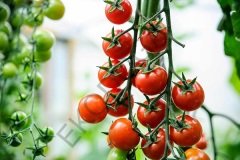 Domates Fidesi 5 Adet Chrey Domates Fidesi Sebze Fidesi