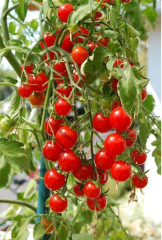 Domates Fidesi 10 Adet Chrey Domates Fidesi Sebze Fidesi