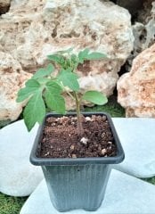 Domates Fidesi 15 Adet Chrey Domates Fidesi Sebze Fidesi