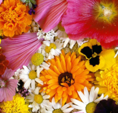 Karışık Çiçek Tohumu 1 Paket (50 Adet Tohum) Çiçek Tohumları