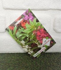 Kına Çiçeği  Tohumu 1 Paket (30 Adet Tohum) Çiçek Tohumları