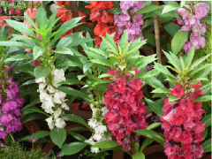 Kına Çiçeği  Tohumu 1 Paket (30 Adet Tohum) Çiçek Tohumları