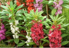 Kına Çiçeği  Tohumu 1 Paket (30 Adet Tohum) Çiçek Tohumları