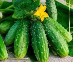Salatalık Fidesi 15 Adet Kornişon salatalık Fidesi Sebze Fidesi