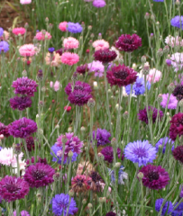 Kontur Çiçeği Tohumu 1 Paket (50 Adet Tohum) Çiçek Tohumları