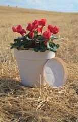 Renkli Saksı 6 LT 1 Adet Krem Renk Yalı Model Plastik Tabaklı Çiçek Saksısı