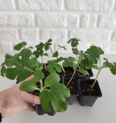 Karpuz Fidesi 10 Adet Crimson Sweet Fidesi Sebze Fidesi