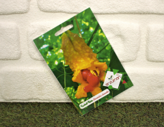 Kudret Narı Çiçeği Tohumu 1 Paket (5 Adet Tohum) Çiçek Tohumları