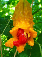 Kudret Narı Çiçeği Tohumu 1 Paket (5 Adet Tohum) Çiçek Tohumları