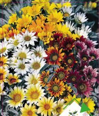 Meramlı Kız Çiçeği Tohumu 1 Paket (20 Adet Tohum) Çiçek Tohumları