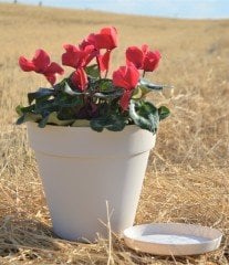 Renkli Saksı 6 LT 3 Adet Krem Renk Yalı Model Plastik Tabaklı Çiçek Saksısı