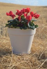 Renkli Saksı 6 LT 3 Adet Krem Renk Yalı Model Plastik Tabaklı Çiçek Saksısı
