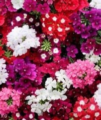 Mine Çiçeği Tohumu 1 Paket (50 Adet Tohum) Çiçek Tohumları