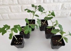 5 Adet Kavun 5 Adet Karpuz Fidesi Sebze Fidesi