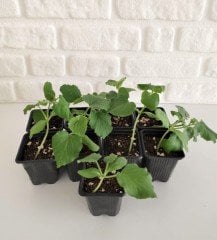 5 Adet Kavun 5 Adet Karpuz Fidesi Sebze Fidesi