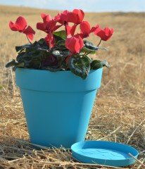 Renkli Saksı 6 LT 1 Adet Turkuaz Renk Yalı Model Plastik Tabaklı Çiçek Saksısı