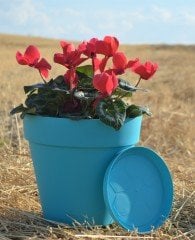 Renkli Saksı 6 LT 3 Adet Turkuaz Renk Yalı Model Plastik Tabaklı Çiçek Saksısı