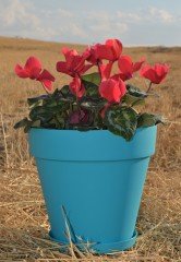 Renkli Saksı 6 LT 3 Adet Turkuaz Renk Yalı Model Plastik Tabaklı Çiçek Saksısı