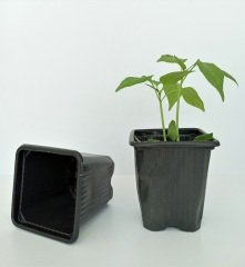15 Adet Kare Vakum Saksı 8x8x9 CM Ucuz Saksı Üretim Saksısı