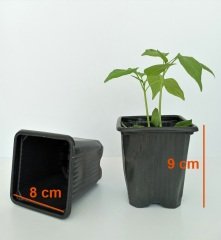 15 Adet Kare Vakum Saksı 8x8x9 CM Ucuz Saksı Üretim Saksısı