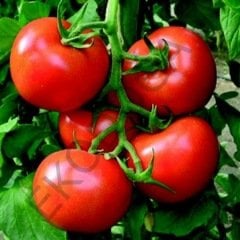 5 Adet Sofralık Domates 5 Adet Kornişon Salatalık 5 Adet Süs Biber Sebze Fidesi