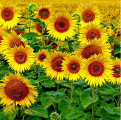 Süs AyÇiçeği Tohumu 1 Paket (50 Adet Tohum) Çiçek Tohumları