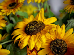 Süs AyÇiçeği Tohumu 1 Paket (50 Adet Tohum) Çiçek Tohumları