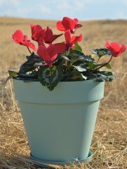 Renkli Saksı 6 LT 1 Adet Su Yeşili Renk Yalı Model Plastik Tabaklı Çiçek Saksısı