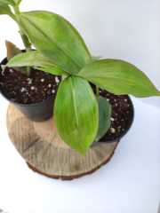 Ahtapot Çiçeği 1 Adet (Callisia fragrans) Süs Bitkisi