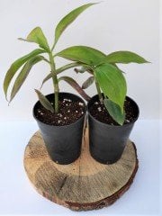 Ahtapot Çiçeği 1 Adet (Callisia fragrans) Süs Bitkisi