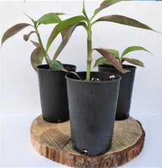 Ahtapot Çiçeği 1 Adet (Callisia fragrans) Süs Bitkisi