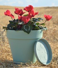 Renkli Saksı 6 LT 2 Adet Su Yeşili Renk Yalı Model Plastik Tabaklı Çiçek Saksısı