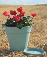 Renkli Saksı 6 LT 2 Adet Su Yeşili Renk Yalı Model Plastik Tabaklı Çiçek Saksısı