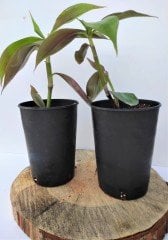 Ahtapot Çiçeği 3 Adet (Callisia fragrans) Süs Bitkisi