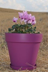 Renkli Saksı 6 LT 1 Adet Vişne Renk Yalı Model Plastik Tabaklı Çiçek Saksısı