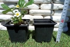 50 Adet Kare Vakum Saksı 9x9x8 CM Ucuz Saksı Üretim Saksısı