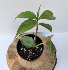 Ahtapot Çiçeği 2 Adet (Callisia fragrans) Süs Bitkisi