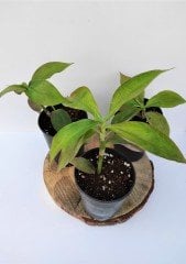 Ahtapot Çiçeği 2 Adet (Callisia fragrans) Süs Bitkisi