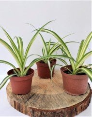 Kurdele Çiçeği 1 Adet (Chlorophytum comosum) Süs Bitkisi