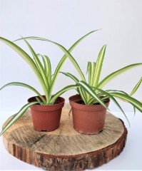 Kurdele Çiçeği 1 Adet (Chlorophytum comosum) Süs Bitkisi