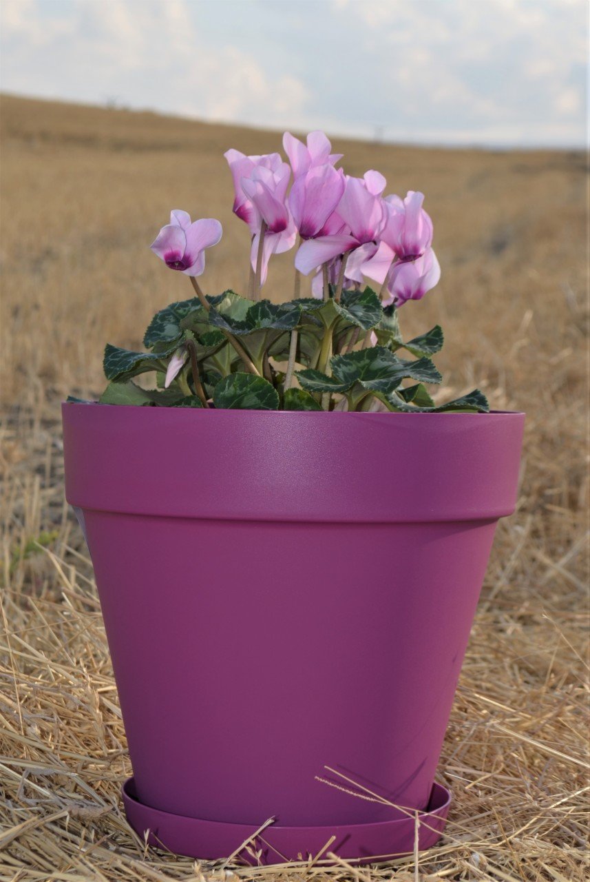 Renkli Saksı 6 LT 3 Adet Vişne Renk Yalı Model Plastik Tabaklı Çiçek Saksısı