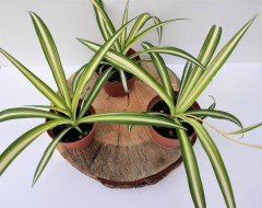 Kurdele Çiçeği 2 Adet (Chlorophytum comosum) Süs Bitkisi
