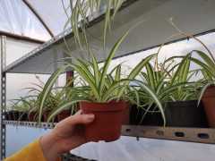 Kurdele Çiçeği 2 Adet (Chlorophytum comosum) Süs Bitkisi