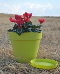 Renkli Saksı 6 LT 1 Adet Fıstık Yeşili Renk Yalı Model Plastik Tabaklı Çiçek Saksısı