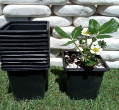 20 Adet Kare Vakum Saksı 9x9x8 CM Ucuz Saksı Üretim Saksısı