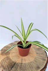 Kurdele Çiçeği 3 Adet (Chlorophytum comosum) Süs Bitkisi