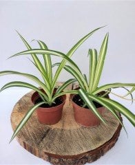 Kurdele Çiçeği 3 Adet (Chlorophytum comosum) Süs Bitkisi