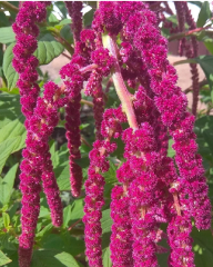 Tilki Kuyruğu Çiçeği Tohumu 1 Paket (100 Adet Tohum) Çiçek Tohumları